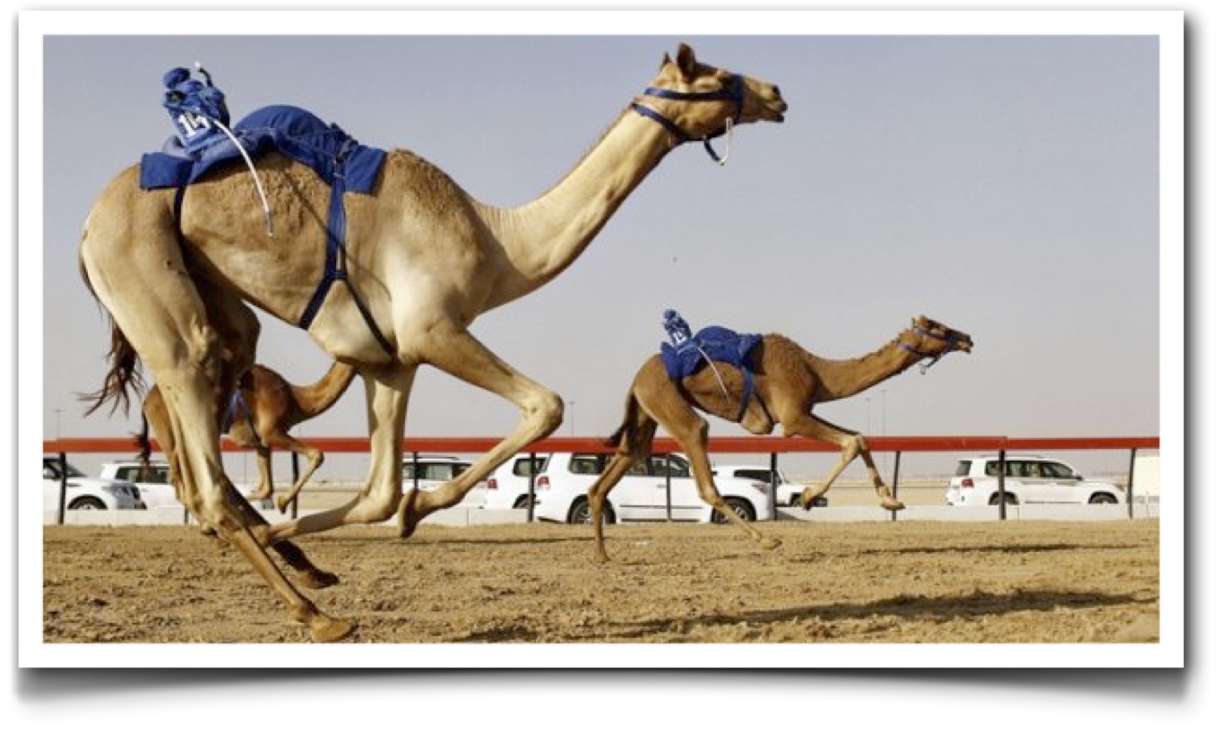 Camel race in Dubai