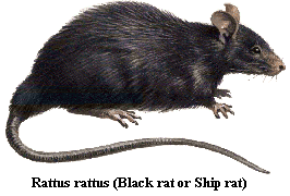 Ship rat