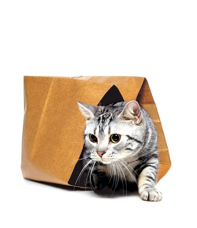 Cat out of the bag