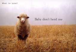Baby don't herd me