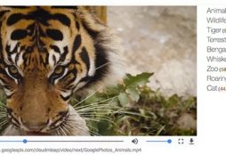 Image recognition in video (Google)