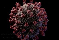 IMAGE: 3D model of the SARS-CoV-2 virus at atomic resolution (Visual Science) - https://vimeo.com/417208044